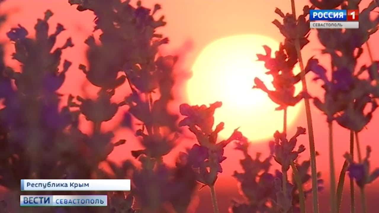 Хитрости производителей косметики: французское лавандовое масло может ...