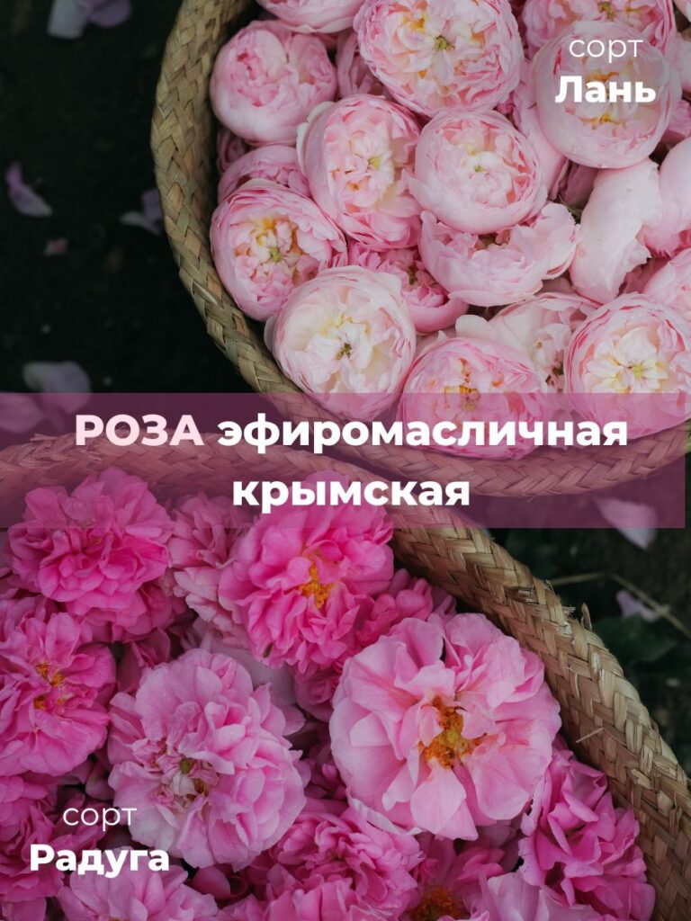 Гидролат натуральный Роза эфиромасличная 150мл - Агрофирма "Тургеневская"