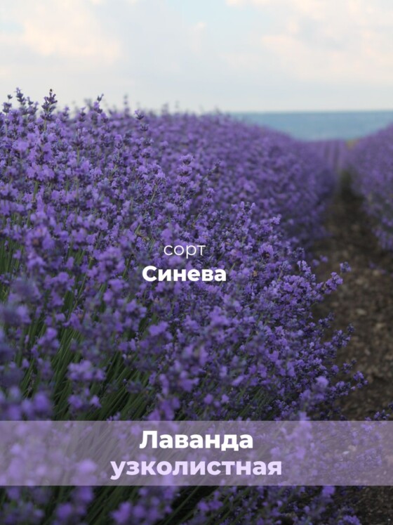 Крымский подарок - Натуральный гидролат Розы и Эфирное масло Лаванды — изображение 8