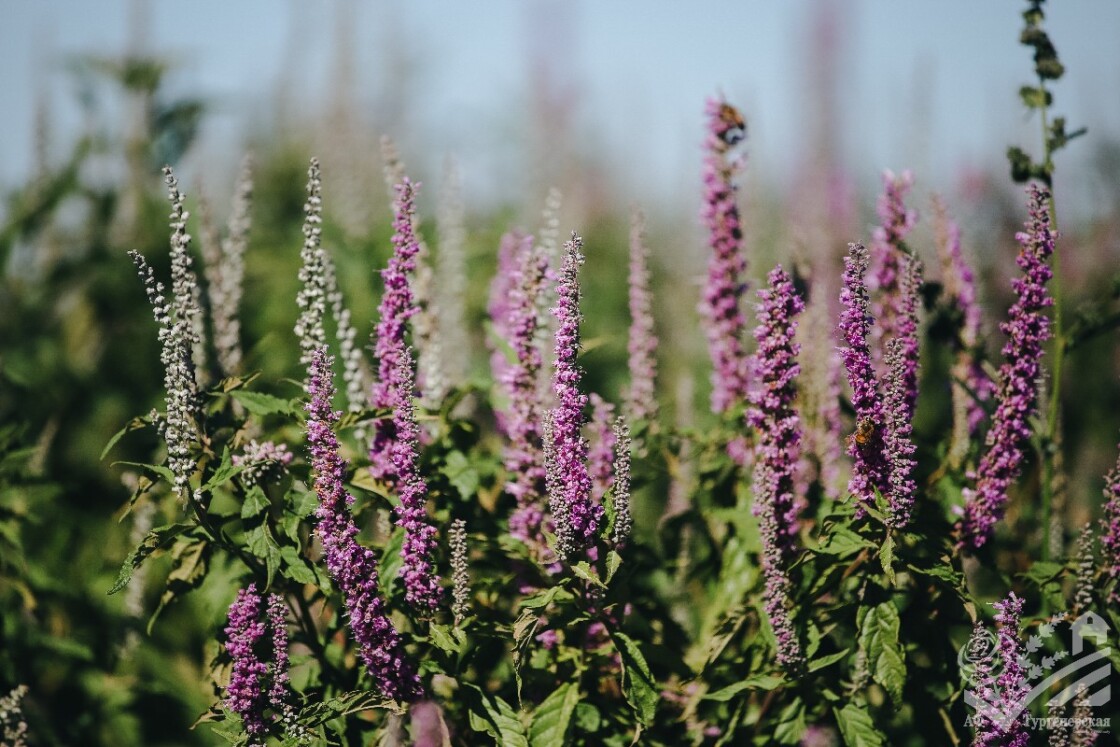 Новинка эфиромасличной коллекции - Эльсгольция Стаунтона