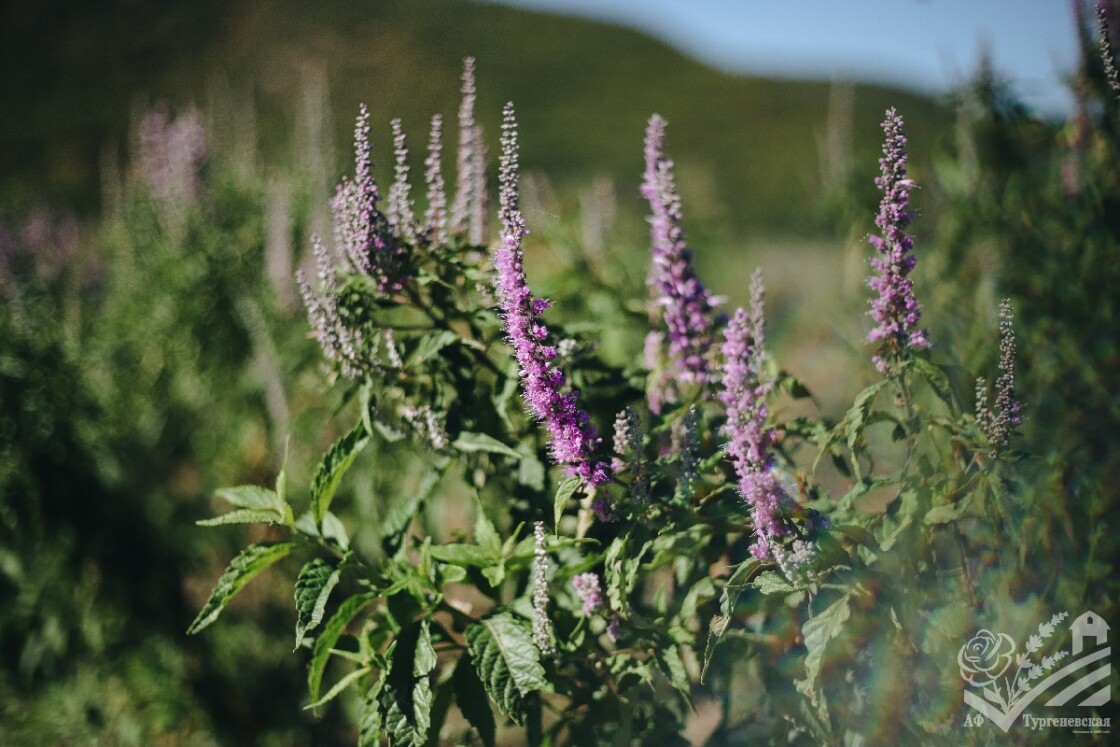 Новинка эфиромасличной коллекции - Эльсгольция Стаунтона