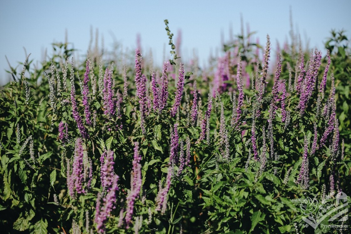 Новинка эфиромасличной коллекции - Эльсгольция Стаунтона