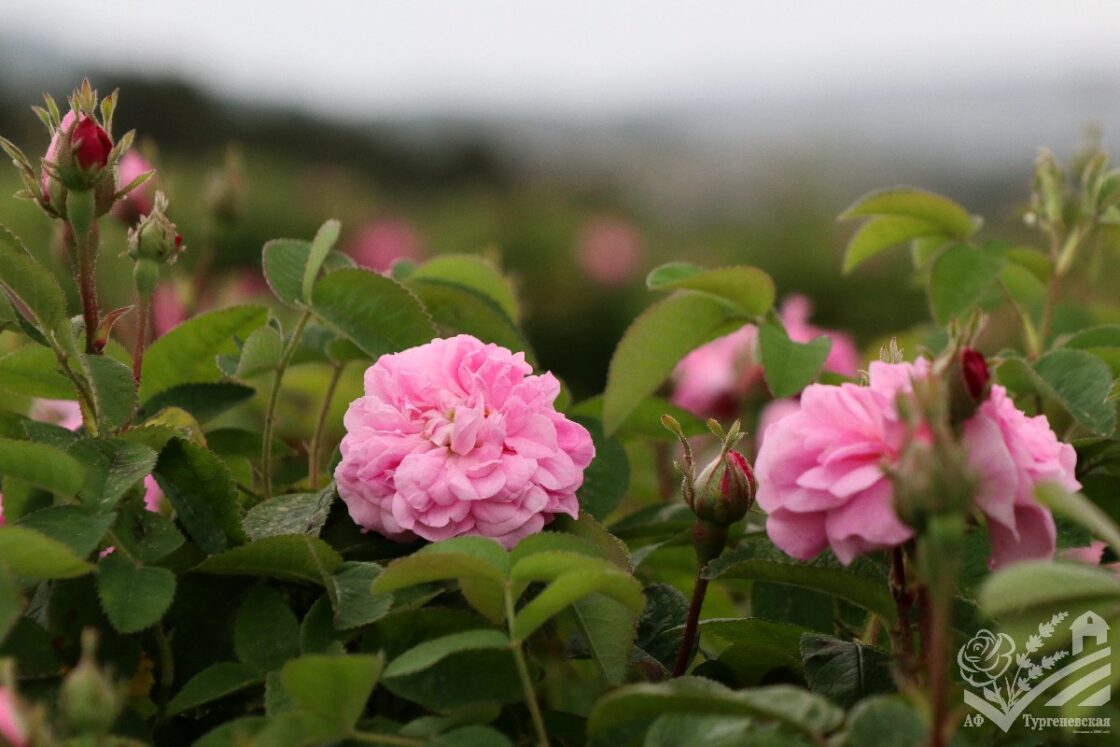 Сезон цветения розы 2025