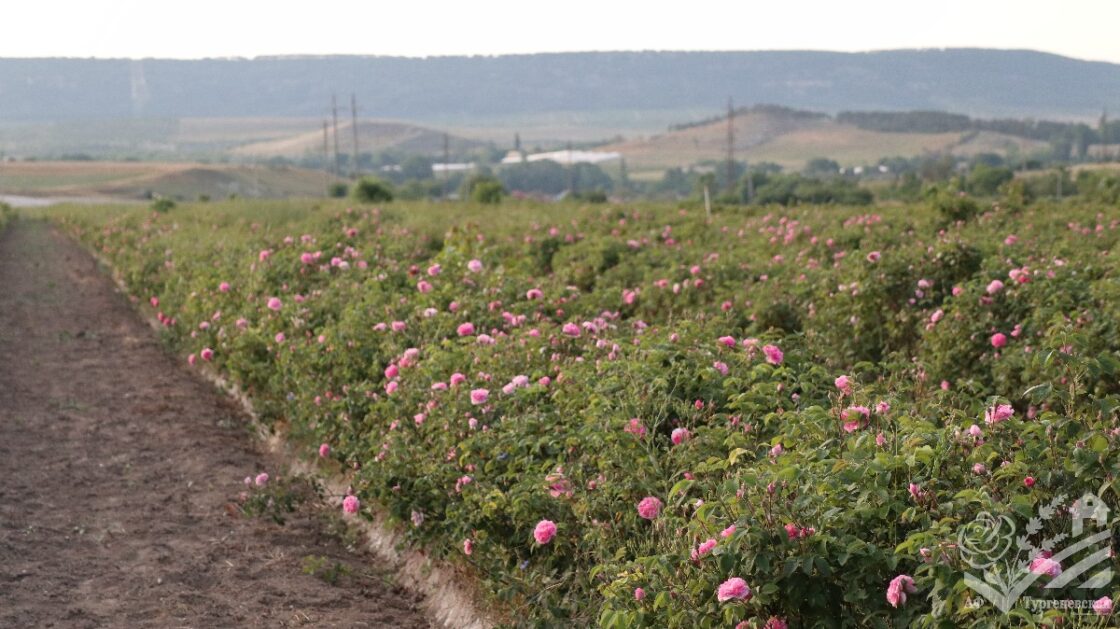 Сезон цветения розы 2025