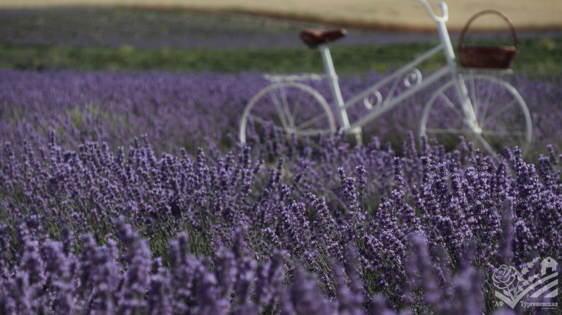 Сезон цветения лаванды 2025