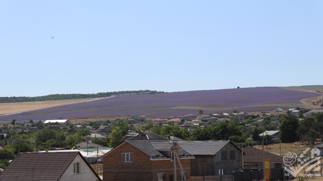 Сезон цветения лаванды 2025