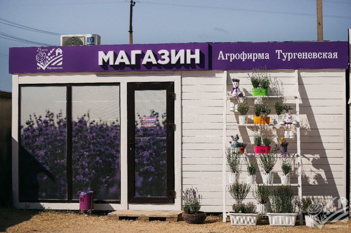 Сезон цветения лаванды 2025