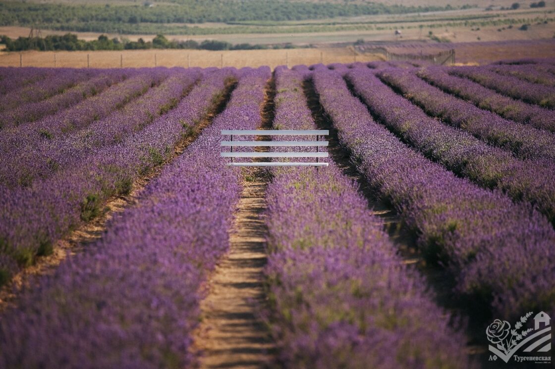 Сезон цветения лаванды 2025