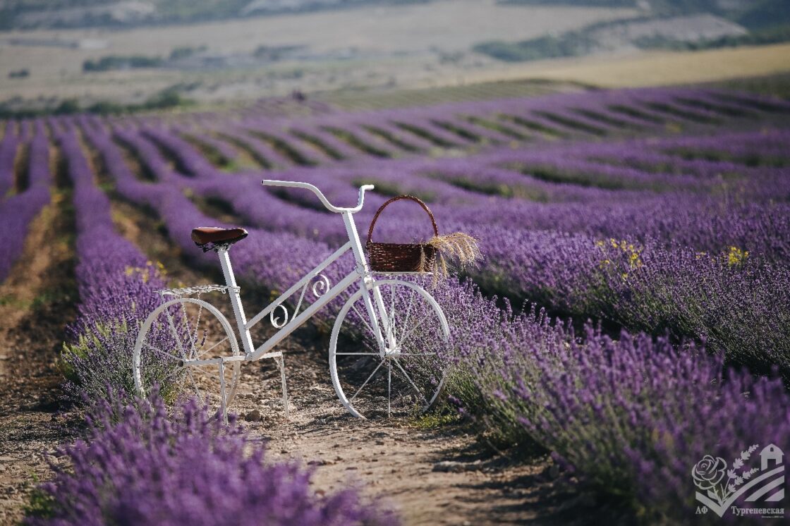 Сезон цветения лаванды 2025