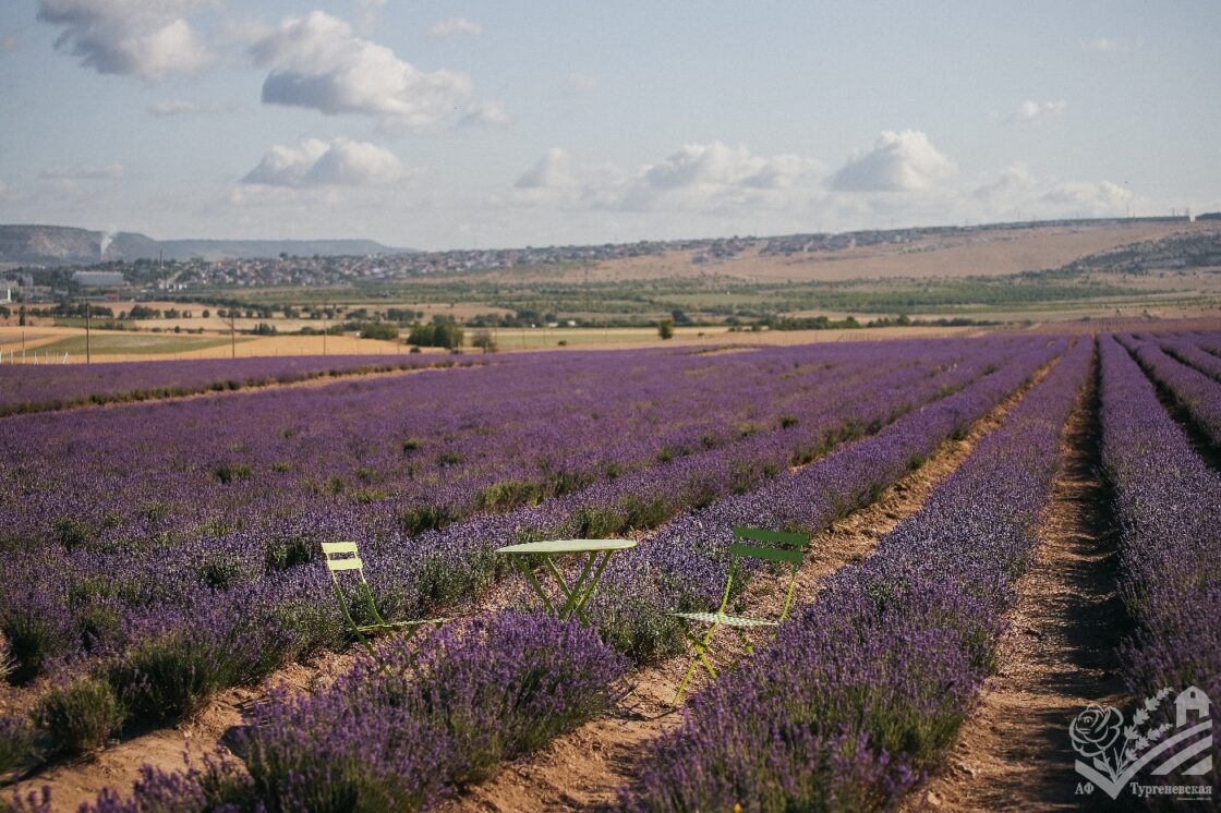 Сезон цветения лаванды 2025
