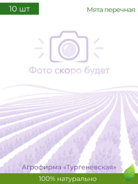 Букеты для бани Мята перечная 10 шт